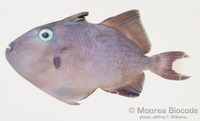 : Odonus niger