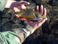 : Salvelinus fontinalis; Brook Trout