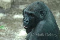 : Gorilla gorilla gorilla; Western Lowland Gorilla