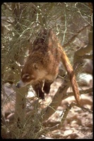 : Nasua nasu; Coati, Coatimundi