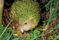 : Strigops habroptilus; Kakapo