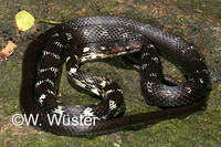 : Alsophis antillensis; Leeward Racer