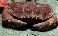 : Cancer antennarius; Brown Rock Crab