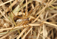 : Latrodectus hesperus; Western Black Widow