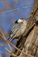 This photo of a White-breasted Nuthatch was taken along the Missouri River on 02/18/08.