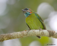 Blue-eared Barbet