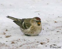 Common Redpoll - Carduelis flammea