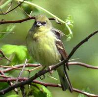 Japanese Yellow Bunting Emberiza sulphurata