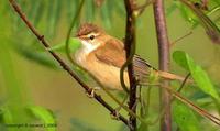 Manchurian  Reed - Warbler / Acrocephalus  tangorum S:13 - 14.5