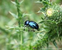 Eumolpus asclepiadeus