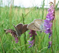 Aricia eumedon - Geranium Argus