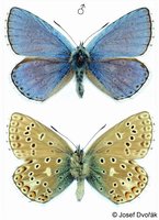 Polyommatus bellargus - Adonis Blue