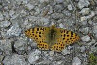 Issoria lathonia - Queen of Spain Fritillary