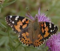 Vanessa cardui - Painted Lady