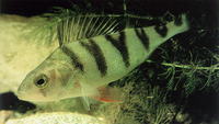 Perca fluviatilis, European perch: fisheries, aquaculture, gamefish
