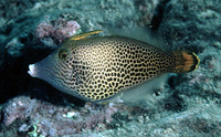 Pervagor spilosoma, Fantail filefish: aquarium