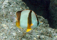 Chaetodon robustus, Three-banded butterflyfish: aquarium