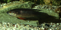 Pseudosphromenus cupanus, Spiketail paradisefish: aquarium