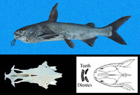 Cathorops dasycephalus, Big-bellied sea catfish: fisheries