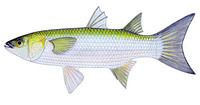 Liza argentea, Flat-tail mullet: fisheries