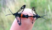 Synanthedon myopaeformis - Red-belted Clearwing