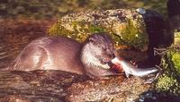 Image of: Lutra lutra (European otter)