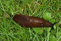 Arion lusitanicus - Iberian slug