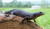 Triturus alpestris - Alpine Newt