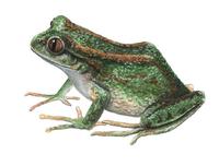 Image of: Hylorina sylvatica (emerald forest frog)