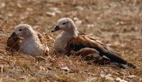 Neochen jubata - Orinoco Goose