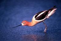 Recurvirostra americana - American Avocet