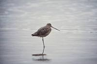 Limosa fedoa - Marbled Godwit