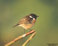 Saxicola rubicola - Common Stonechat