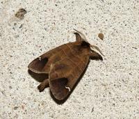 Image of: Clostera albostigma