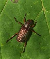Image of: Dichelonyx