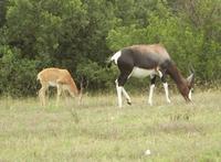 Damaliscus pygargus pygargus