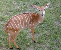 Tragelaphus spekei - Sitatunga