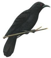 Image of: Corcorax melanorhamphos (white-winged chough)