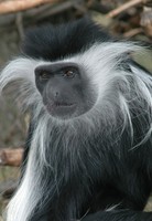 Colobus angolensis - Angolan Colobus