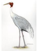 Image of: Grus antigone (Sarus crane)