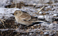 Image of: Montifringilla adamsi (black-winged snowfinch)