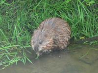 Ondatra zibethicus - Muskrat