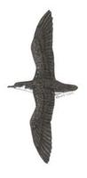 Image of: Puffinus puffinus (Manx shearwater)