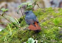 Image of: Rhyacornis fuliginosus (plumbeous water redstart)