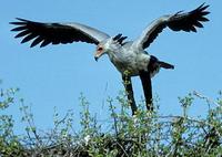 Image of: Sagittarius serpentarius (secretary bird)