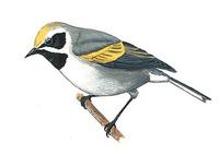 Image of: Vermivora chrysoptera (golden-winged warbler)