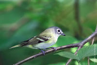 Image of: Vireo solitarius (blue-headed vireo)