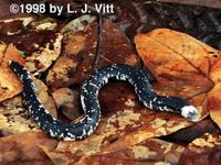 Image of: Amphisbaena fuliginosa