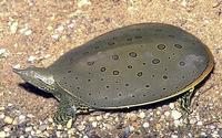 Image of: Apalone spinifera (spiny softshell turtle)