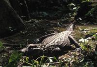 Image of: Caiman latirostris (broad-snouted caiman)